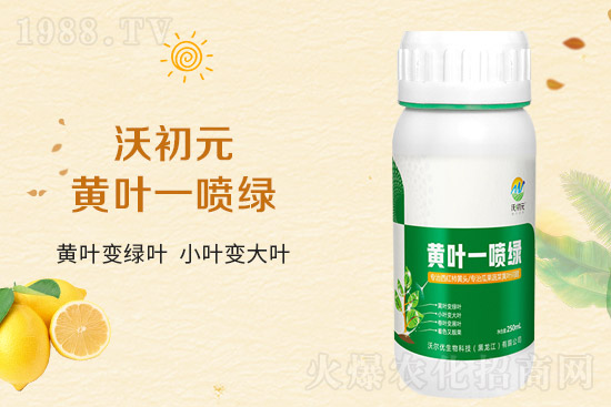 大蒜葉片為什么發(fā)黃?