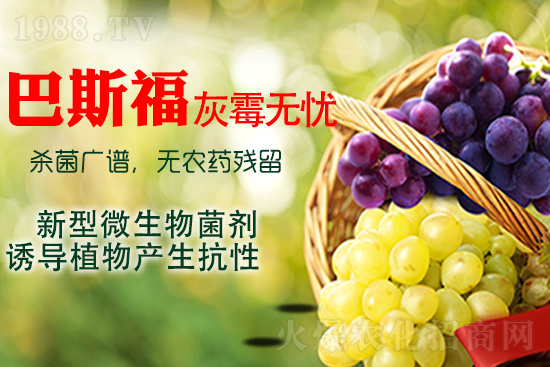 葡萄灰霉病該如何解決？灰霉病用藥建議！