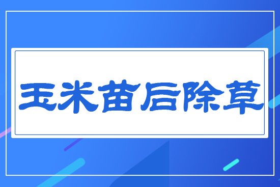 玉米苗后除草