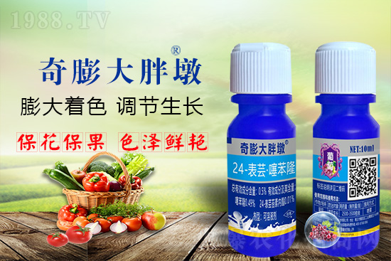     “作物要高產(chǎn)，膨果是關(guān)鍵！”果實(shí)膨大快、轉(zhuǎn)色好、賣相佳，后期的產(chǎn)量和品質(zhì)才有。近來許多的果農(nóng)菜農(nóng)紛紛反映自家的作物坐不住果、膨果慢甚至不膨果，即便膨果，后期軟果空果等情況頻繁發(fā)生，