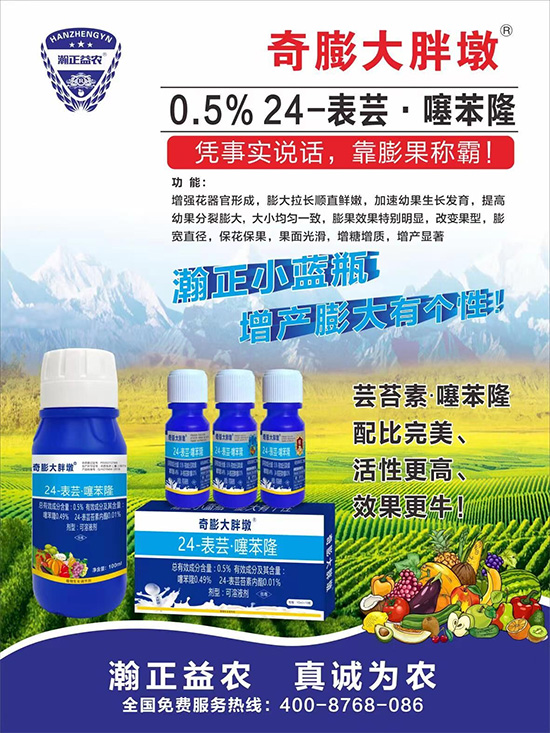     “作物要高產(chǎn)，膨果是關(guān)鍵！”果實(shí)膨大快、轉(zhuǎn)色好、賣相佳，后期的產(chǎn)量和品質(zhì)才有。近來許多的果農(nóng)菜農(nóng)紛紛反映自家的作物坐不住果、膨果慢甚至不膨果，即便膨果，后期軟果空果等情況頻繁發(fā)生，