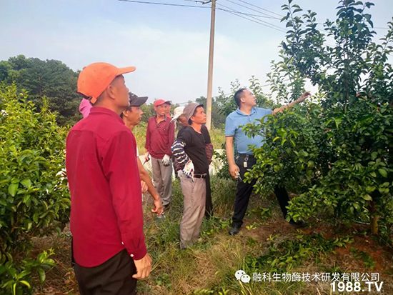 走進(jìn)田間地頭，助力柑橘產(chǎn)業(yè)