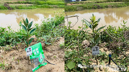 走進(jìn)田間地頭，助力柑橘產(chǎn)業(yè)