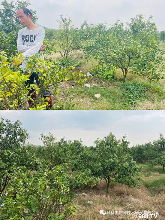 走進(jìn)田間地頭，助力柑橘產(chǎn)業(yè)