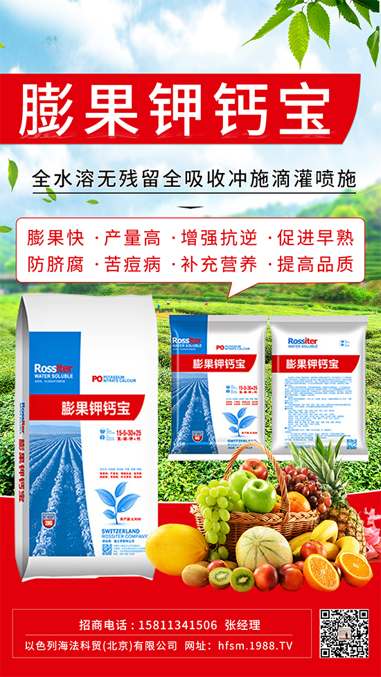 柑橘進入膨大期,如何提升“顏值”?這個方案值得擁有!