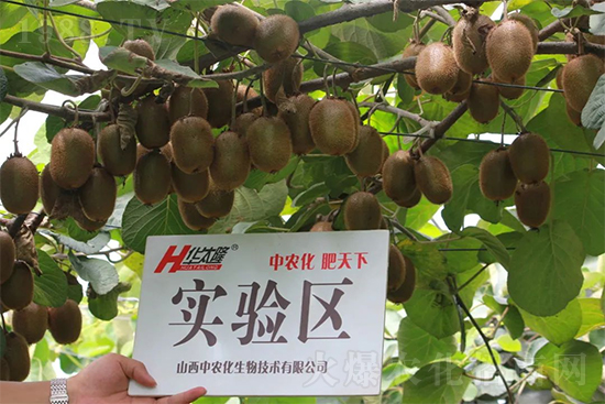 獼猴桃高產(chǎn)施肥方案2