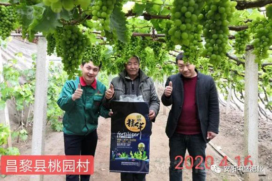 葡萄軟果是什么原因？如何防治？