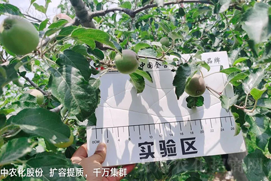     果實套袋后可減少農藥殘留，改善果子的外觀品質，可大大提高果品賣相，更容易出售并賣出高價，所以果樹套袋目前仍然是我國果園的主要管理方法，套袋蘋果表光就是好，也少病害。