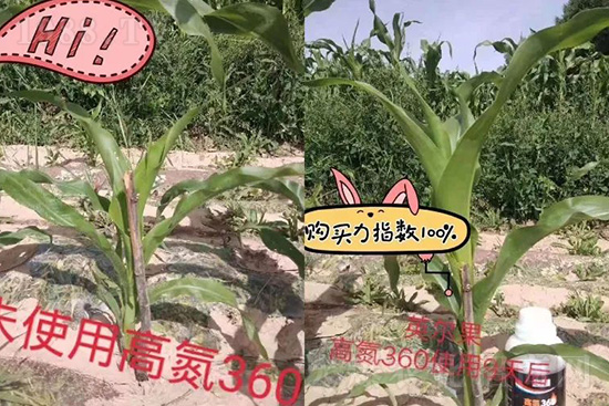 液體氮肥有哪些優(yōu)點(diǎn)?液體氮肥能替代尿素追肥嗎?