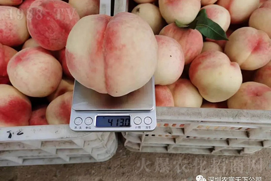 桃樹落果怎么辦？桃樹落果原因及預(yù)防方法