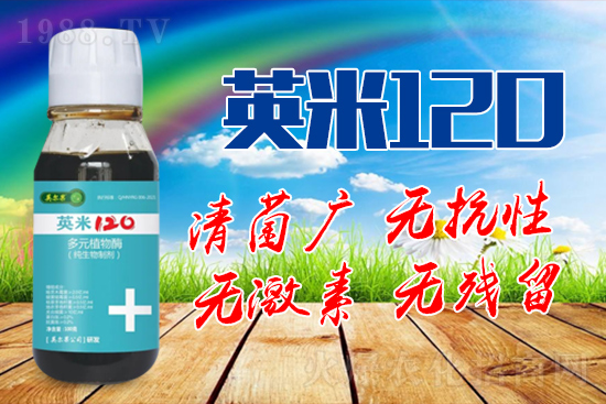 枸杞白粉病的癥狀是什么？枸杞白粉病防治方法！