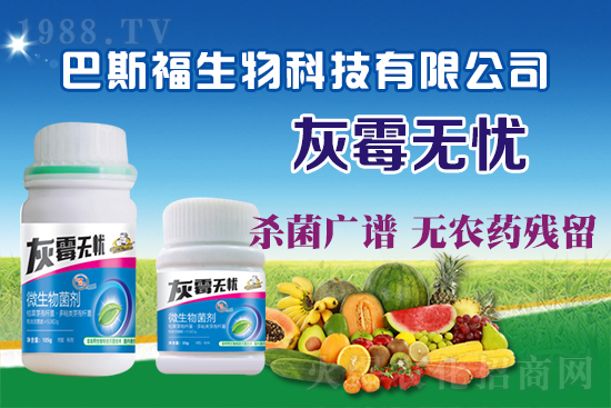 葡萄灰霉病危害嚴(yán)重！葡萄灰霉病如何防治？