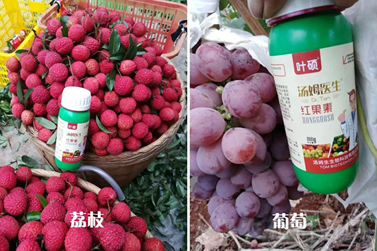 紅果素—只為轉(zhuǎn)色而生！轉(zhuǎn)色快、高，催紅不用愁！