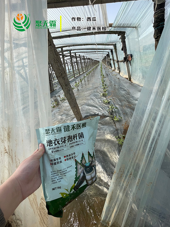 健禾醫(yī)根地衣芽孢桿菌-聚無(wú)霸3