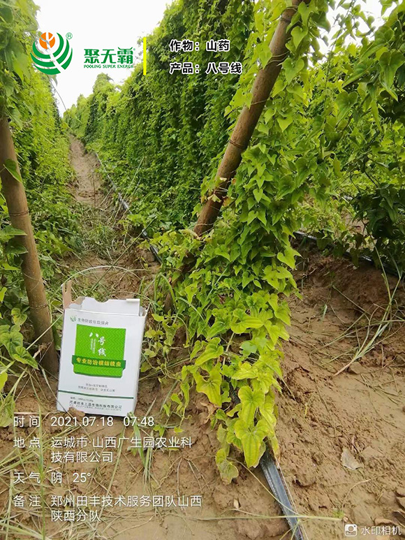 淡紫紫孢菌+阿維菌毒-八號(hào)線-聚無(wú)霸4