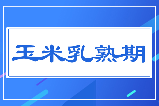 玉米乳熟期