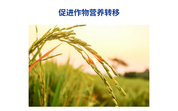 肽糖型肽糖磷鉀0-400-450-嘉樂(lè)收-嘉仕禾_06