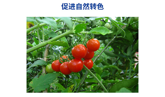 肽糖型肽糖磷鉀0-400-450-嘉樂(lè)收-嘉仕禾_07