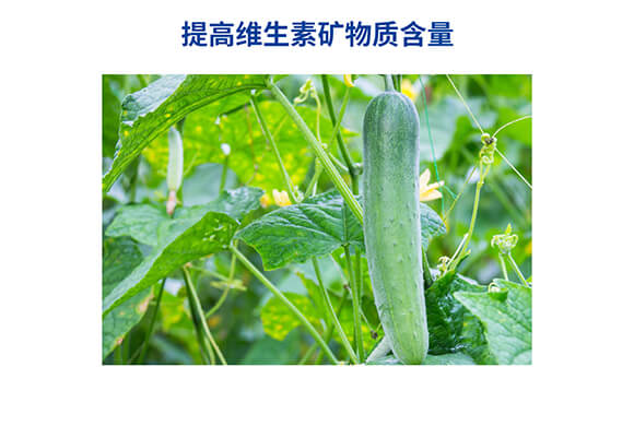 肽糖型肽糖磷鉀0-400-450-嘉樂(lè)收-嘉仕禾_09