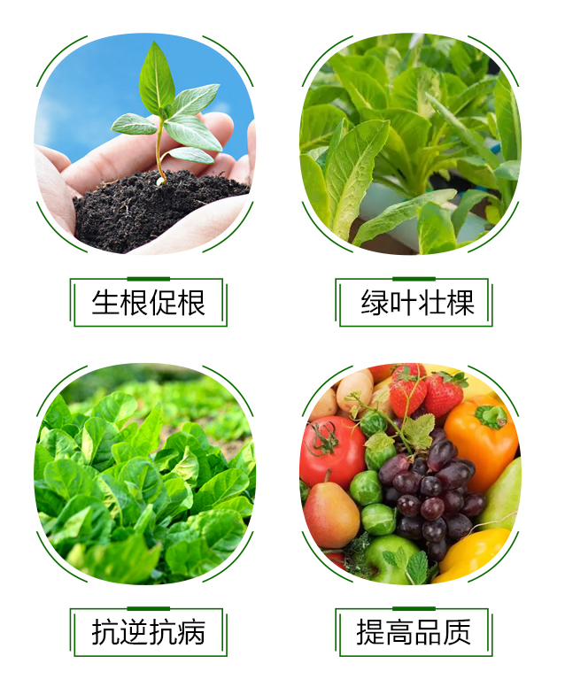 爆根液肥-海鯨_05