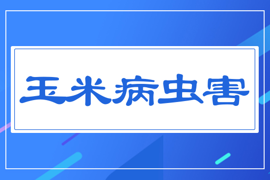 玉米病蟲(chóng)害