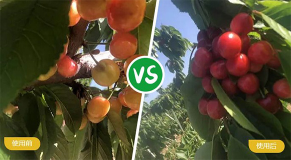 葡萄專用大量元素水溶肥料19-19-19+TE-農(nóng)富天下3