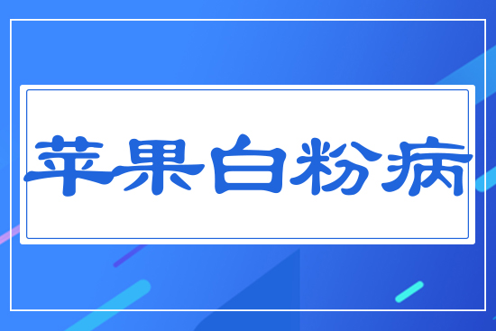 蘋(píng)果白粉病