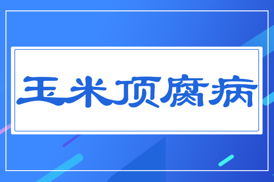 玉米頂腐病