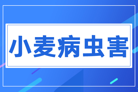 小麥病蟲(chóng)害
