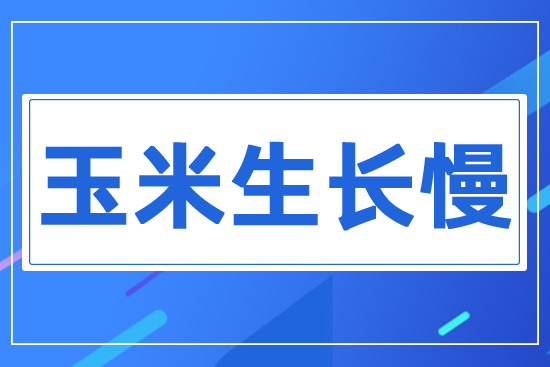 玉米苗生長(zhǎng)緩慢