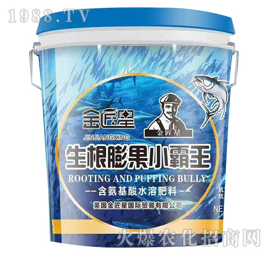 生根膨果小霸王-金匠星