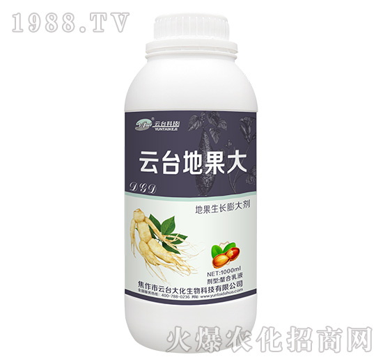 云臺地果大-云臺大化