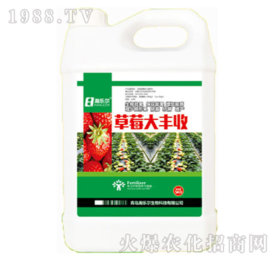 草莓大豐收-瀚樂爾