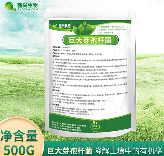 巨大芽孢桿菌-強興生物