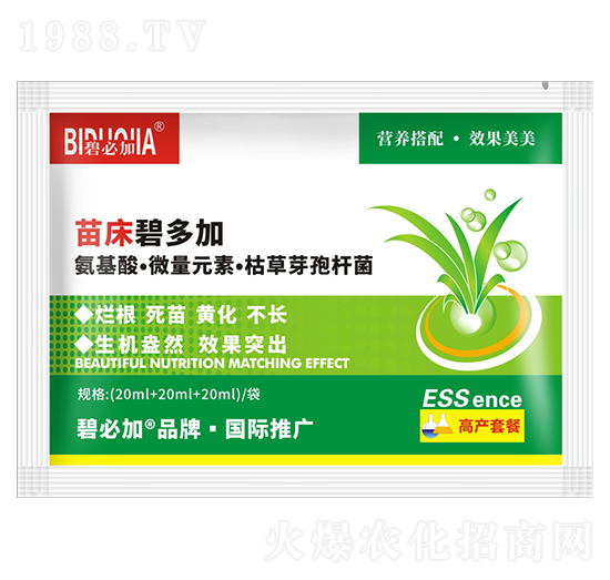 苗床碧多加-鑫禾生物