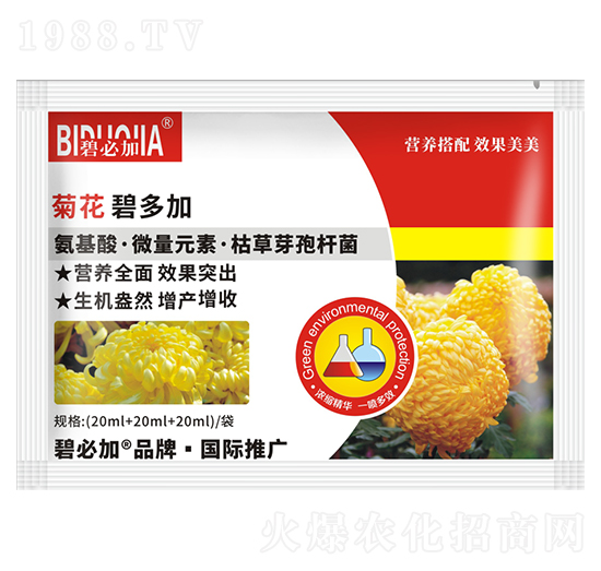 菊花碧多加-鑫禾生物