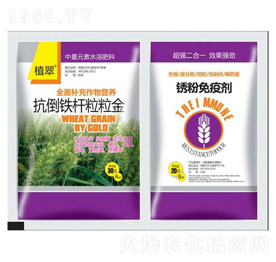 小麥抗倒鐵桿粒粒金-鑫瑞豐