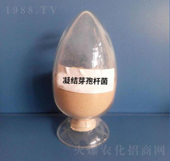 凝結(jié)芽孢桿菌（粉劑）-亮澤生物