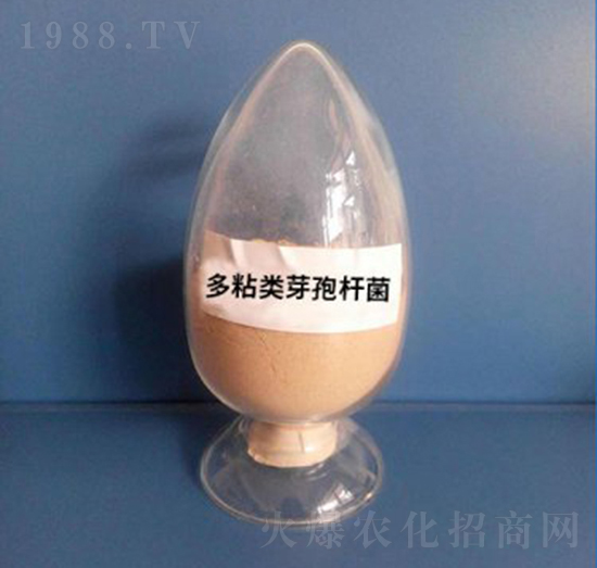 多粘類芽孢桿菌（粉劑）-亮澤生物