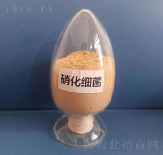 硝化細(xì)菌（粉劑）-亮澤生物