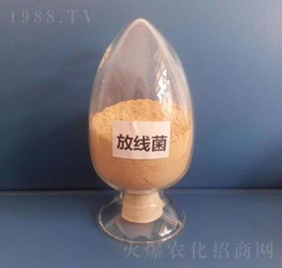 放線菌（液體）-亮澤生物