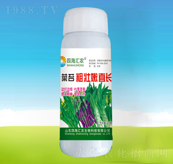 菜苔粗壯嫩直長-四海匯農(nóng)