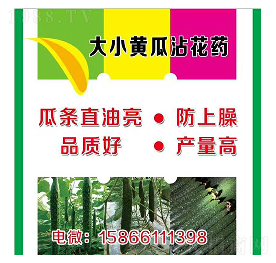 大、小黃瓜蘸花藥-美春農(nóng)業(yè)