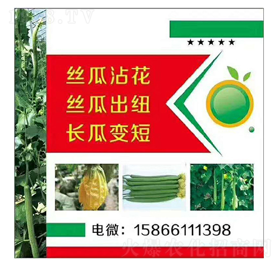 絲瓜、長(zhǎng)瓜沾花變短出紐-美春農(nóng)業(yè)