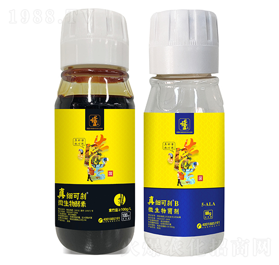 真細可剎A+真細可剎B-土好金