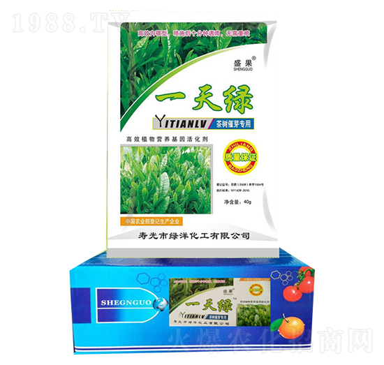 茶葉一天綠-綠洋