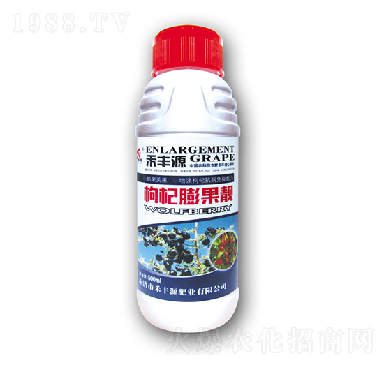 枸杞膨果靚-禾豐源肥業(yè)