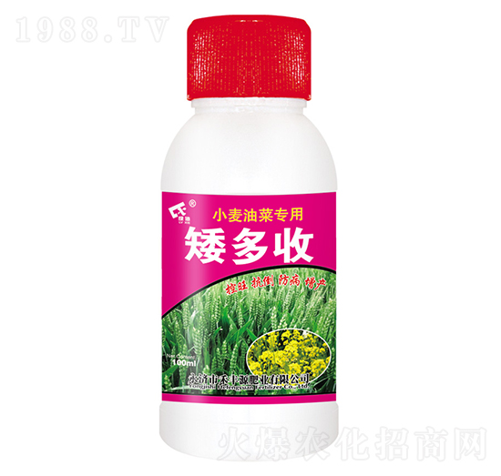 小麥油菜矮多收-禾豐源肥業(yè)