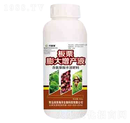 板栗膨大增產(chǎn)液 巧管家 潤澤