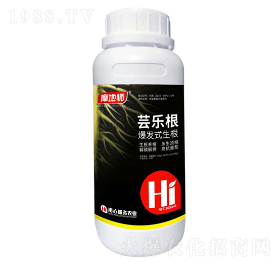 爆發(fā)式生根 蕓樂(lè)根 摩地師